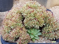 스페인마리아철화 9111-1134 다육철화