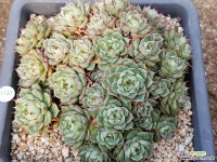 벤바디스 9111-1137 다육식물