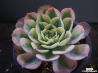 르노어딘금 1124-634 다육금