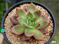 맥라이징 오리지날(마지막 사진 참조) 다육식물