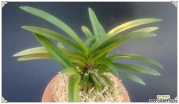 금루각호 완성분 풍란 부귀란(명품관)