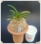 금루각호 완성분 풍란 부귀란(명품관)