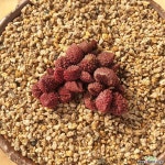 레드헤레이 다육완성품