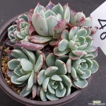 나나후크미니1125-48 다육식물