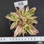 화제금1125-58 다육식물