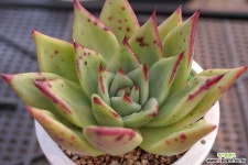 에보니 N11-1165 다육식물