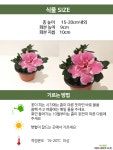 서양 철쭉 아젤리아 공기정화식물