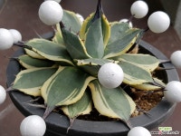 길상천금(흰색볼은 스티로폼입니다) 선인장