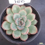 모란1127-186 다육식물