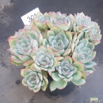 모닝듀1128-304 다육식물