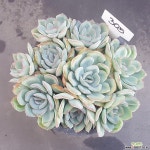 모닝듀1128-305 다육식물