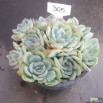 모닝듀1128-305 다육식물