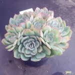 모닝듀1128-307 다육식물