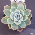 빙산1128-342 다육식물