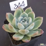 빙산1128-344 다육식물