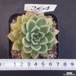 1128-364 다육식물