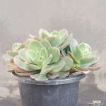 줄리아나1128-372 다육식물