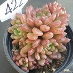 핑클루비1128-422 다육식물