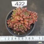 핑클루비1128-422 다육식물