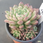 핑클루비1128-423 다육식물