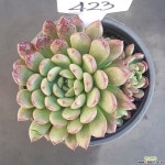 핑클루비1128-423 다육식물