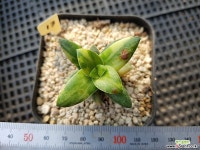 신동금13 다육금