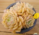 온슬로우 묵은둥이 다육식물