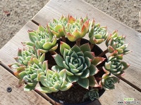 팬지 (중품)(왕목질)(자연군생) 081 1122 다육식물