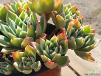 팬지 (중품)(왕목질)(자연군생) 081 1122 다육식물