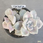 1130-737 천원상품