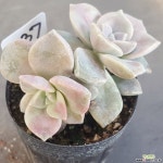 1130-737 천원상품