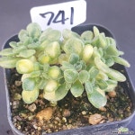 1130-741 천원상품