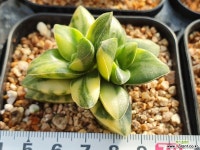 신동금 97 다육금