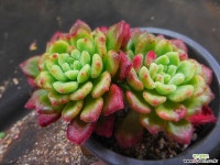 캐롤 1130-734 다육식물