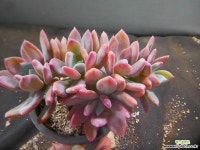 롤리폴리묵은둥이 1130-296 다육식물