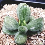 229.최상호피방울복랑금 다육식물