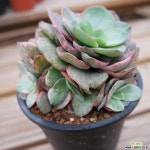 수연금 1130-26 다육식물