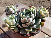 라즈베리아이스 036 1129 다육식물