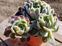 라즈베리아이스 036 1129 다육식물