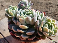 라즈베리아이스 036 1129 다육식물