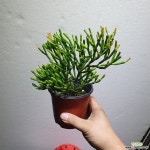 립살리스팝아이 국내산상품 선인장 공기정화식물 늘어짐 10~30CM 공기정화식물