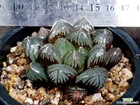 수정 29- 하월시아