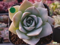 스와베오렌스 다육식물