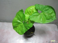 싱고디움 올루션,묵은둥이,수입식물2860-외목대,동일품배송 목본류