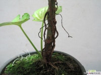 싱고디움 올루션,묵은둥이,수입식물2860-외목대,동일품배송 목본류