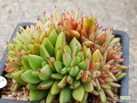 엘크혼철화 9412-4354 다육철화