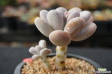 128 달마미인 다육식물