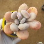 달마미인 다육식물