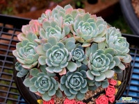 아미스타?? 브라이트?? 다육식물