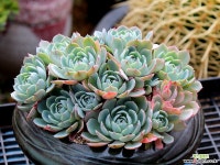 아미스타?? 브라이트?? 다육식물